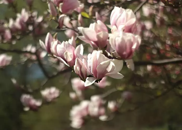 Magnolia Flowers