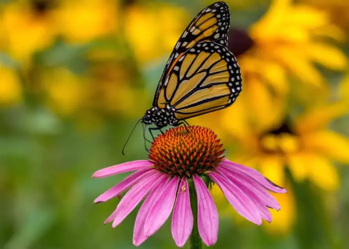 Native Landscaping With Cone Flowers