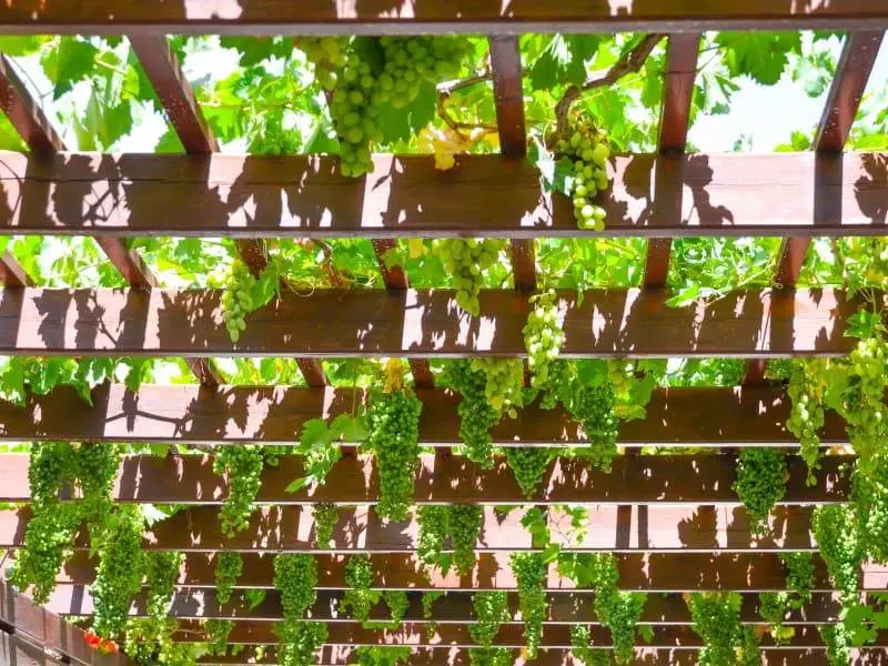 Grape Vine Pergola