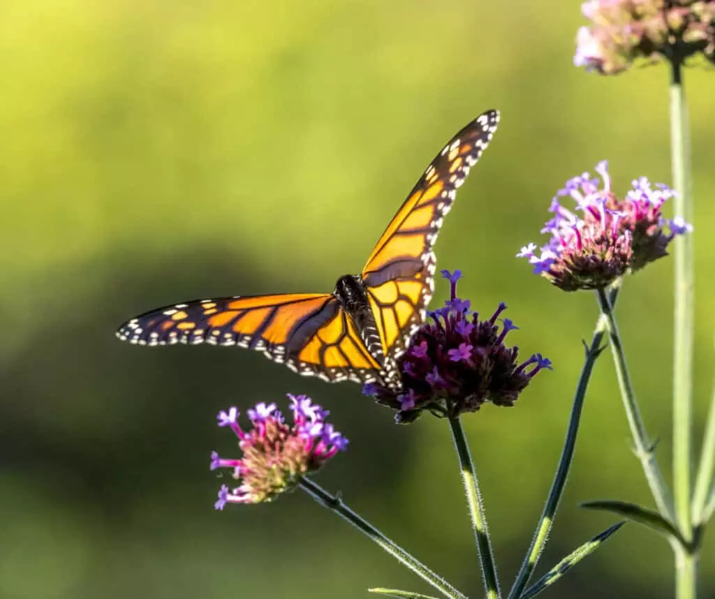 monarch butterfly milkweed in a pollinator garden