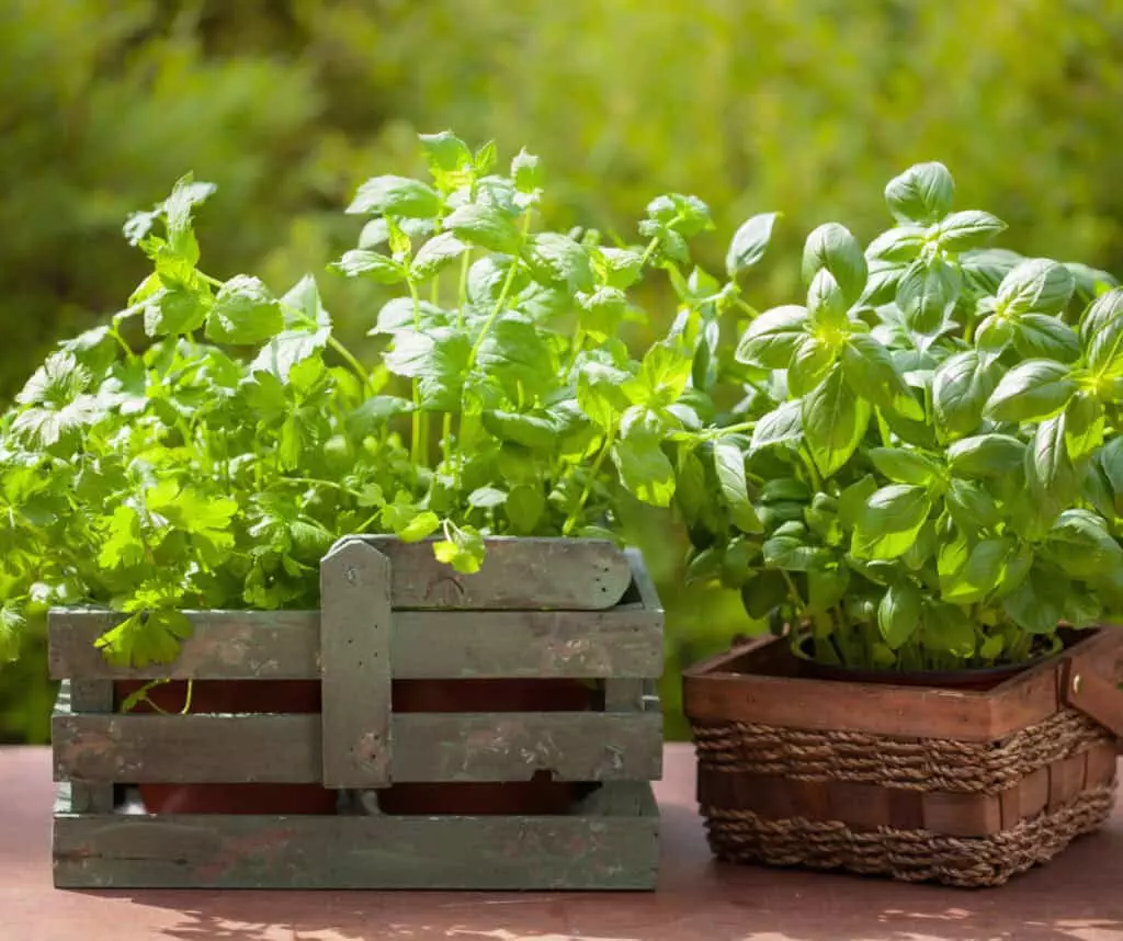 herbs growing in small containers